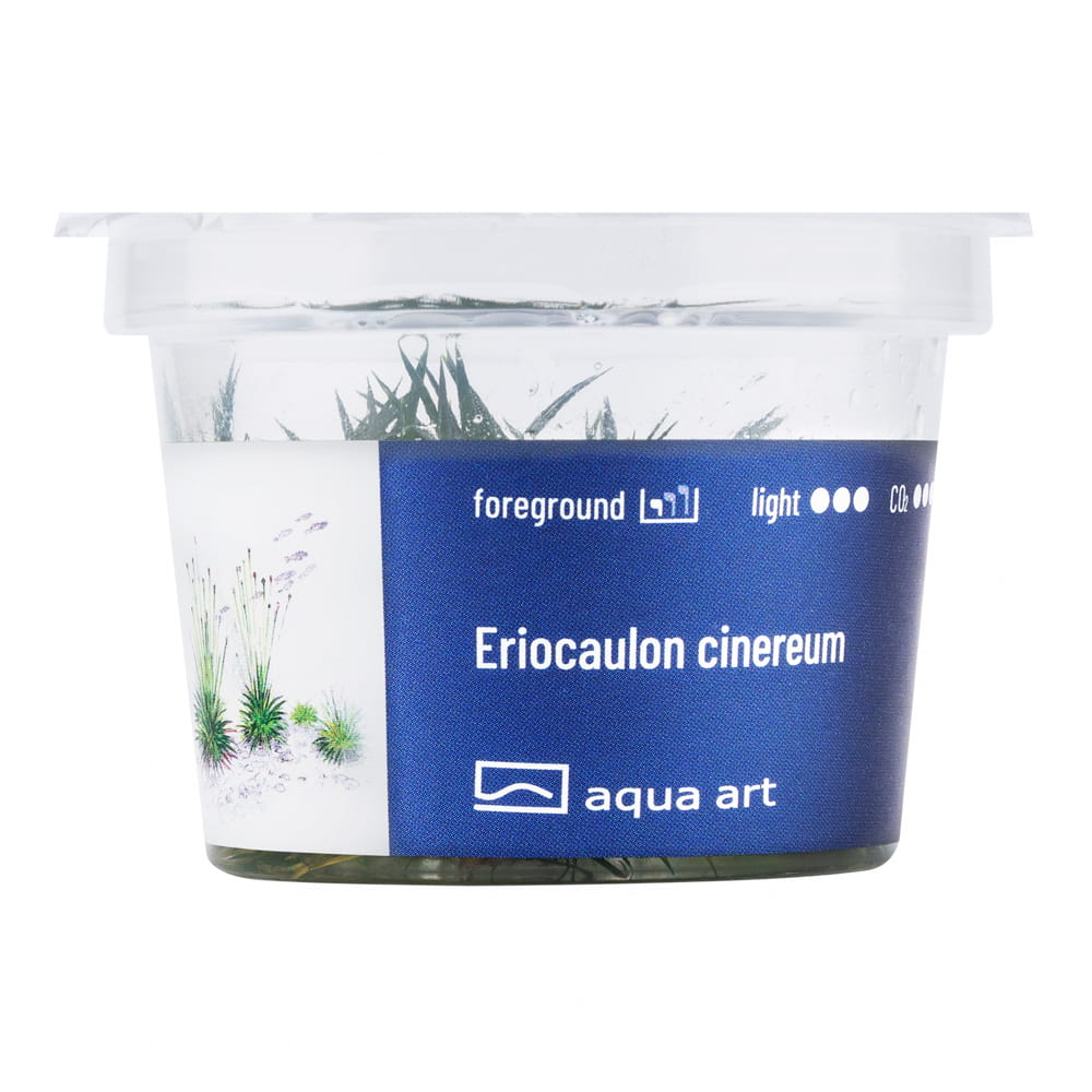 4200 Eriocaulon cinereum - front.jpg